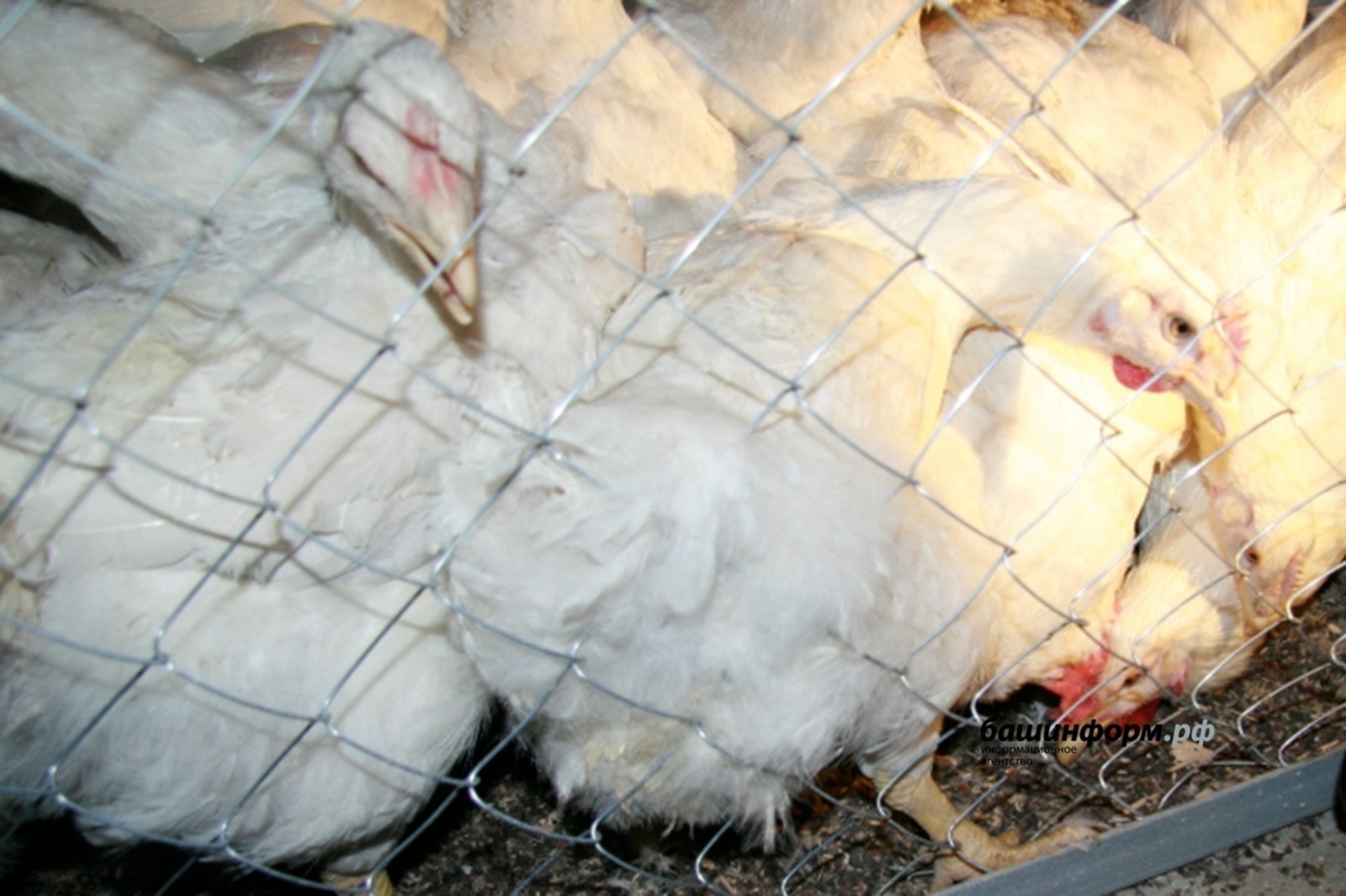 В Башкирии ликвидировали 25% поголовья кур