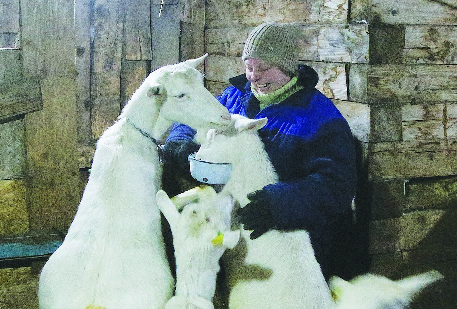 Наталья Жильцова разводит белоснежных коз молочной породы