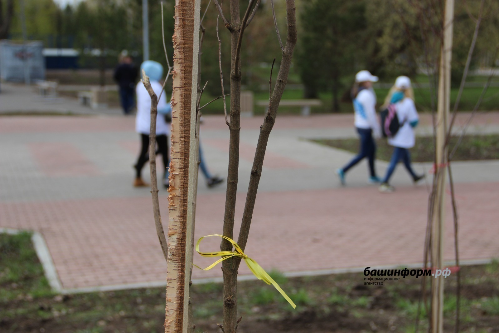 Башкирия вошла в число регионов-лидеров по количеству посаженных деревьев