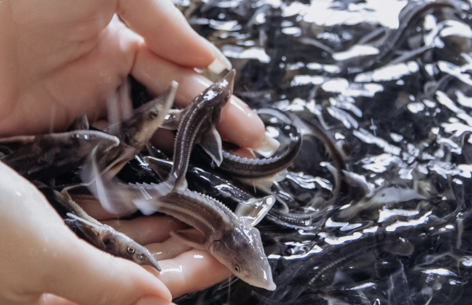 БСК выпустила мальков стерляди в Белую в районе Бирска