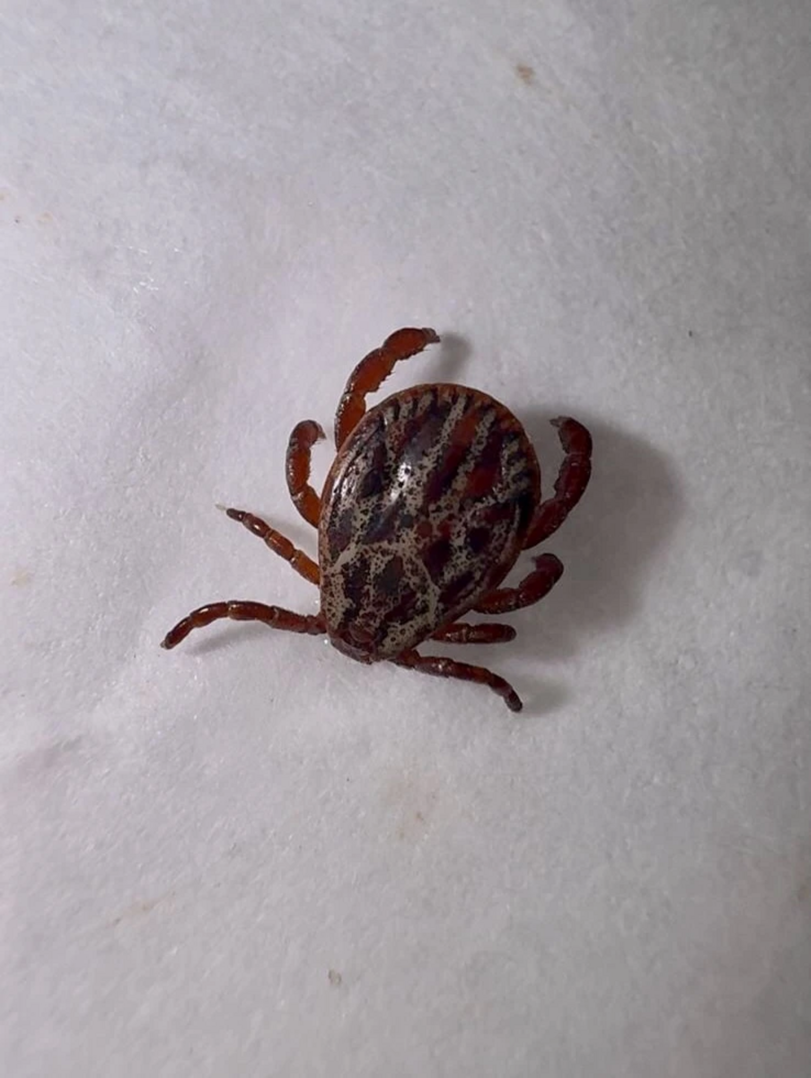 В Башкирии озвучили список неблагополучных районов по клещевому энцефалиту