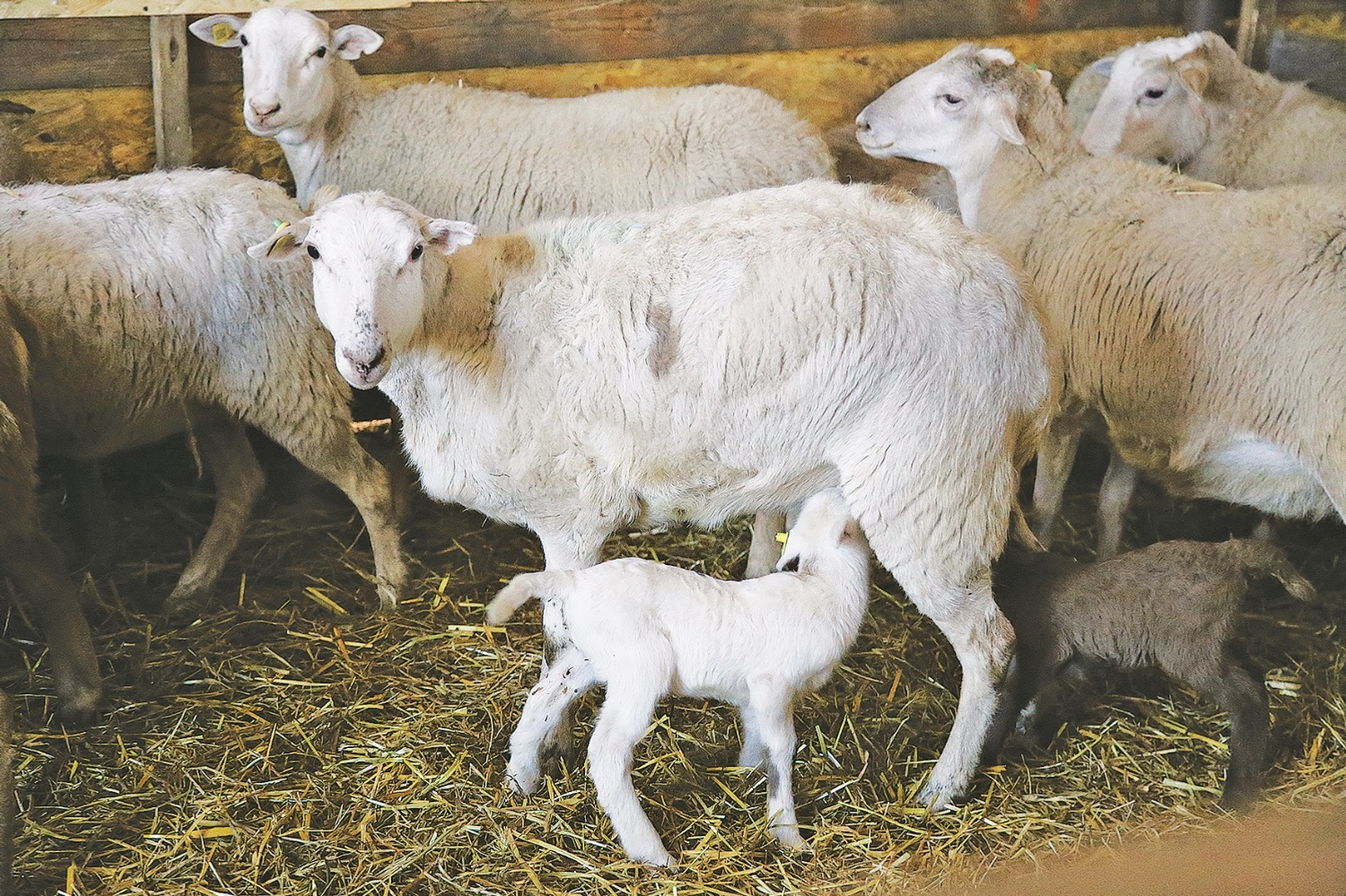 Степан Чиглинцев  Овцы катумской породы прекрасно прижились в наших широтах