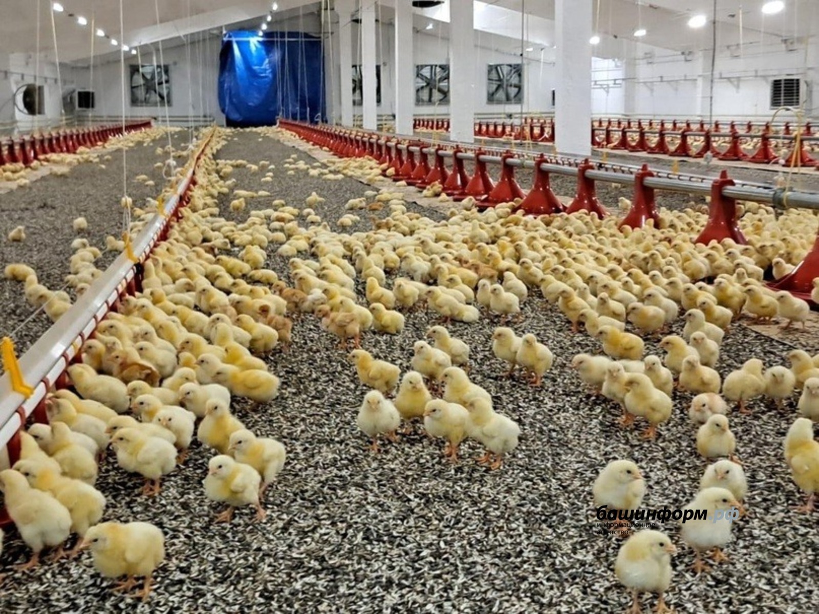 Радий Хабиров сообщил о вводе в строй в Башкирии новой птицефабрики