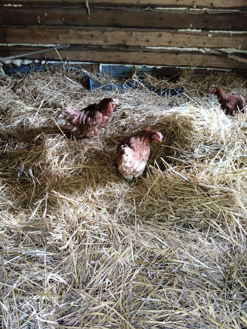 Соцконтракт помог жительнице Бирского района заняться птицеводством