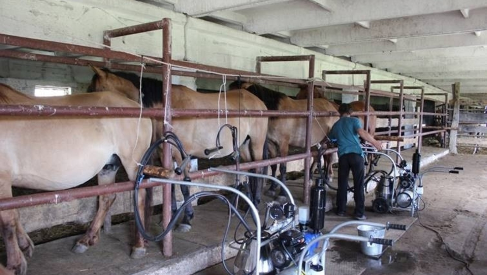 В Башкирии поддержали финансово производство кумыса коневодом-частником